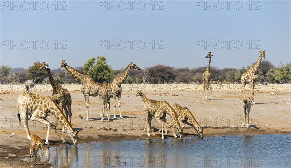 Giraffe (Giraffa camelopardalis) and Blackfaced Impala (Aepyceros melampus petersi) drinking at Chudob waterhole