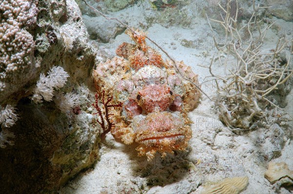 Tassled Scorpionfish (Scorpaenopsis oxycephala)