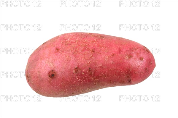 Potato