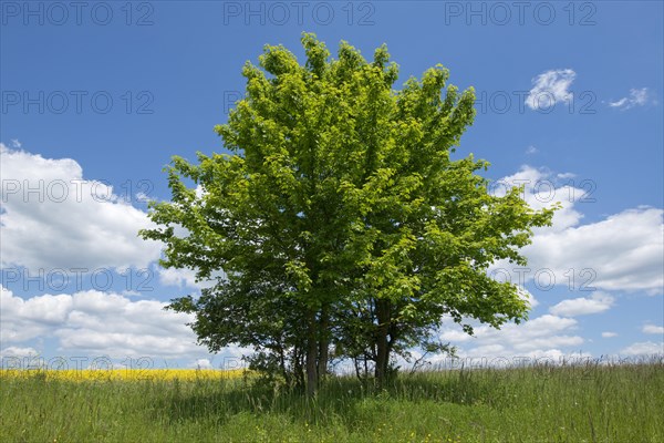 Field Maple (Acer campestre)