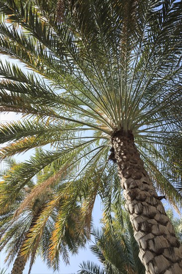 Date Palm (Phoenix dactylifera)