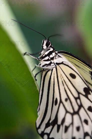 Paper Kite