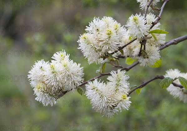 Mountain Witch Alder (Fothergilla major)