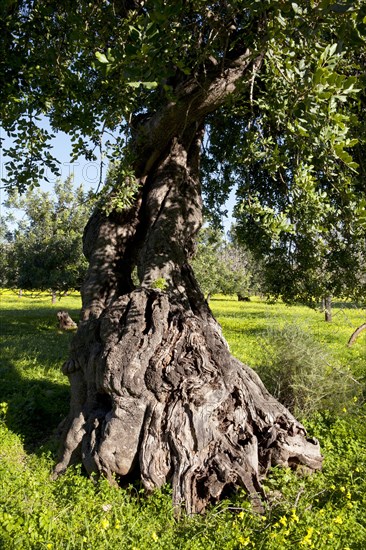 Old Evergreen Oak (Quercus ilex) on flowering clover meadow