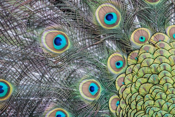 Indian Peafowl or Blue Peafowl (Pavo cristatus)