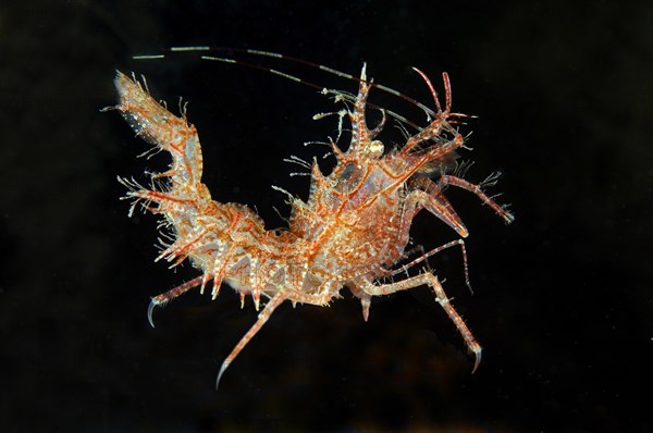 Sharp's Shrimp (Rhynocrangon sharpi)