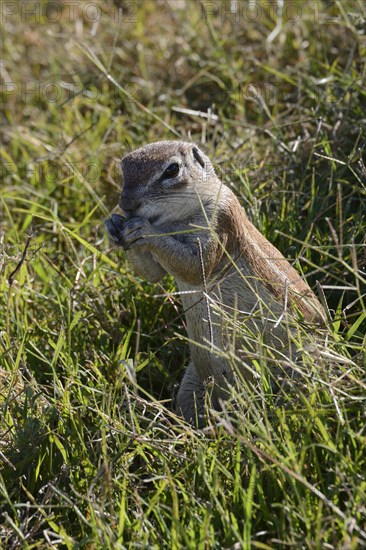 Cape Ground Squirrel (Xerus inauris)