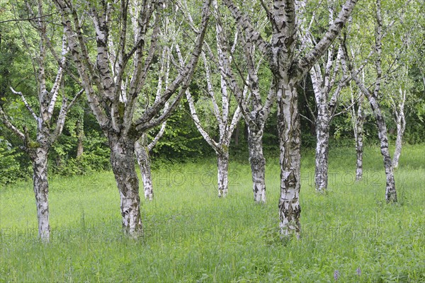 Birch grove (Betula pendula)