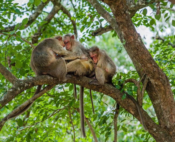 Family of rhesus monkeys (Macaca mulatta)