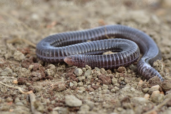 Turkish Worm Lizard (Blanus strauchi aporus)