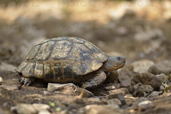 Spur-thighed Tortoise or Greek Tortoise (Testudo graeca terrestris)