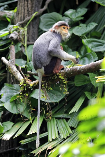 Douc Langur or Red-shanked Douc (Pygathrix nemaeus)