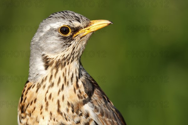 Fieldfare (Turdus pilaris)