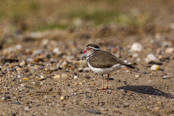 Three-banded Plover (Charadrius tricollaris)