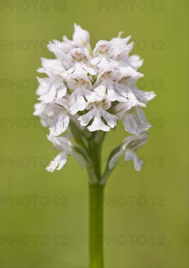 Three-toothed Orchid (Neotinea tridentata)