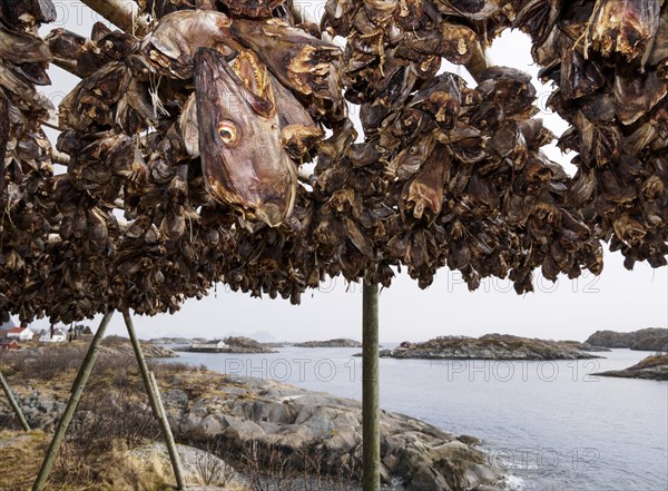 Stockfish heads are hung from a wooden frame for drying