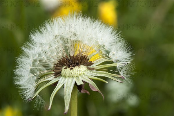 Dandelion clock (Taraxacum sect. Ruderalia)
