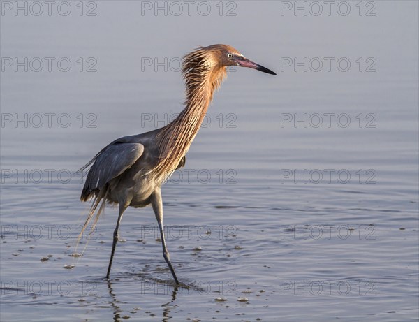 Reddish Egret (Egretta rufescens) looking for prey in shallow water