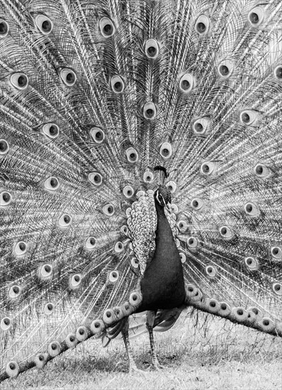 Blue Peacock (Pavo cristatus) displaying its plumage