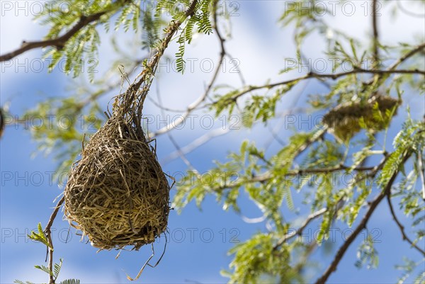 Nest of a weaver bird (Ploceidae)