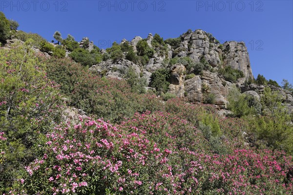 Oleander (Nerium oleander)