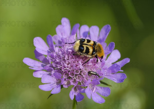 Bee beetle (Trichius fasciatus) on flower of Pigeon scabious (Scabiosa columbaria)