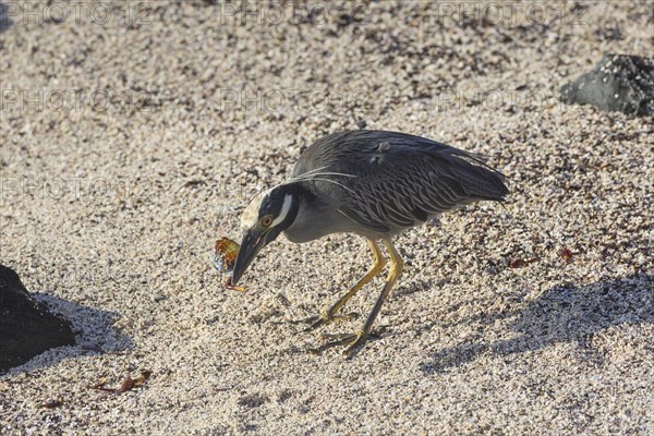 Yellow-crowned Night Heron (Nyctanassa violacea