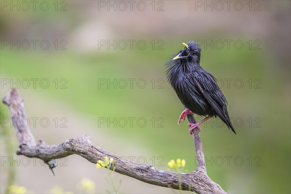 Spotless Starling (Sturnus unicolor)