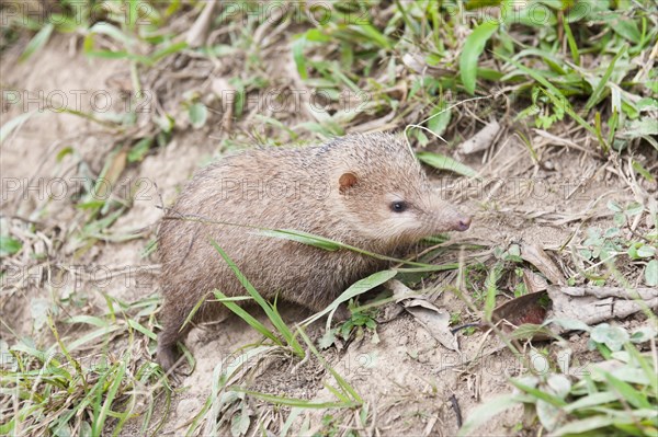 Tenrec (Tenrec sp.)