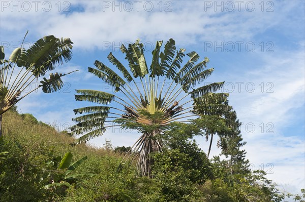 Traveller's Tree or Traveller's Palm (Ravenala madagascariensis) in its natural habitat near Manakara