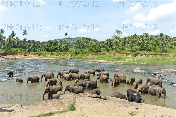 Group of Asian Elephants (Elephas maximus) by the river