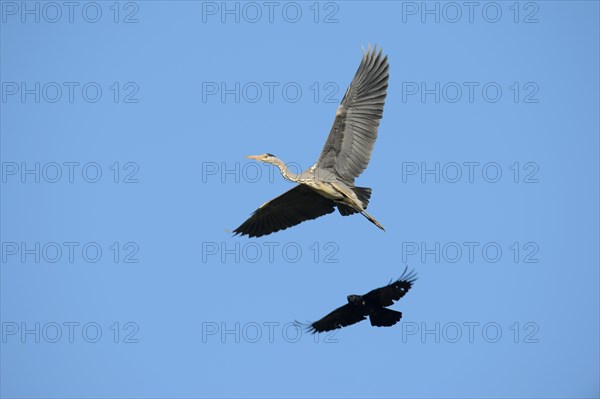 A Crow (Corvus sp.) is mobbing a Grey Heron (Ardea cinerea) in order to drive it from its territory