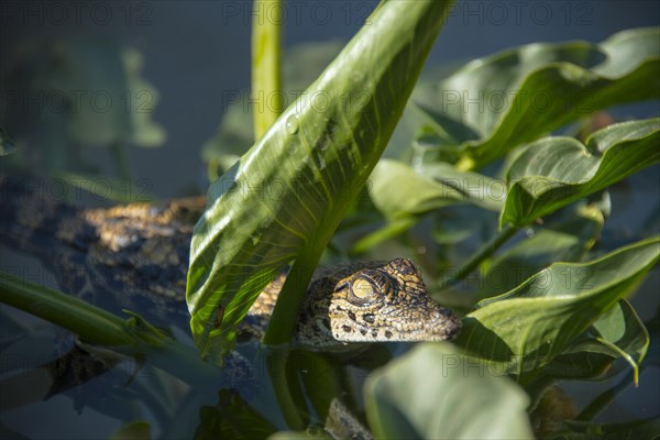 Young Nile Crocodile (Crocodylus niloticus)