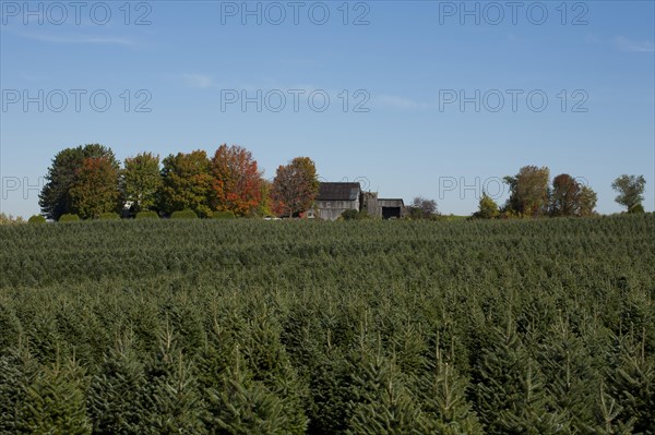 Christmas tree farm