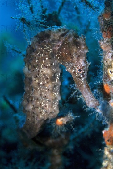 Sea Pony (Hippocampus fuscus)