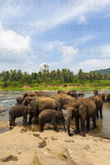 Herd of Asian elephants (Elephas maximus) from the Pinnawela Elephants Orphanage bathe in the Maha Oya river