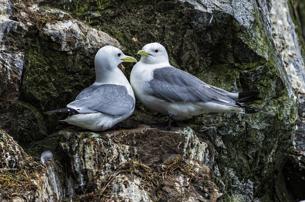 Black-legged Kittiwakes (Rissa tridactyla) perched on the cliffs