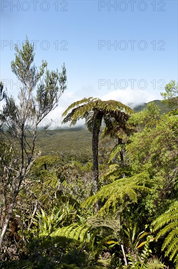 Tropical vegetation