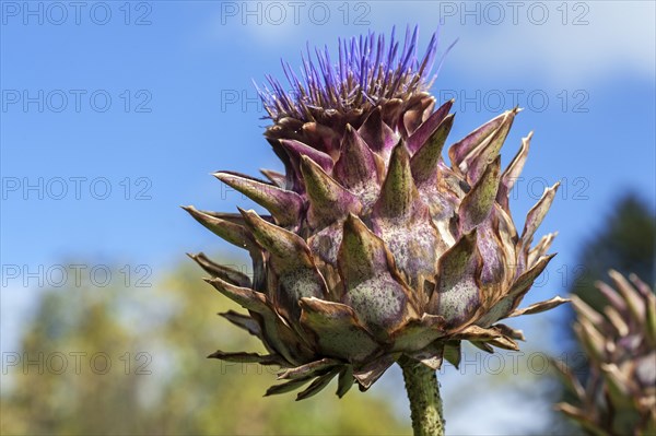 Cardoon or Artichoke Thistle (Cynara cardunculus)