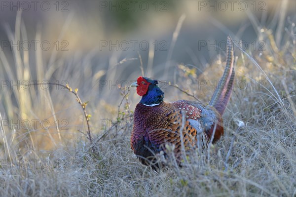 Common Pheasant (Phasianus colchicus)