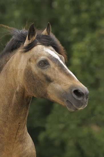 Connemara Pony