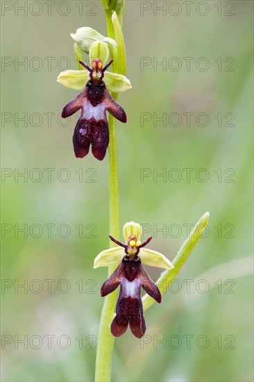 Fly Orchid (Ophrys insectifera)