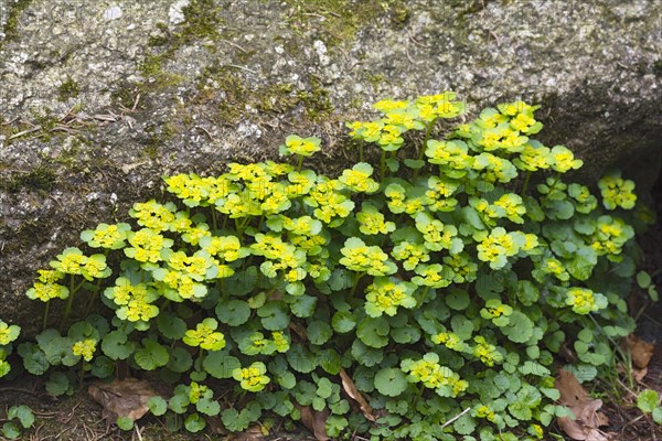 Alternate-leaved golden saxifrage (Chrysosplenium alternifolium)