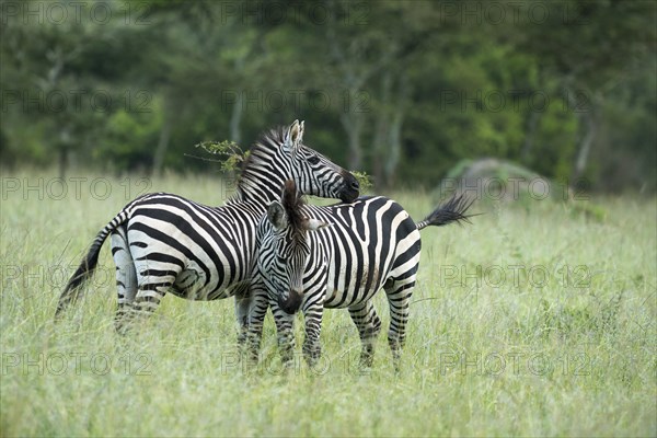 Plains zebras (Equus quagga)