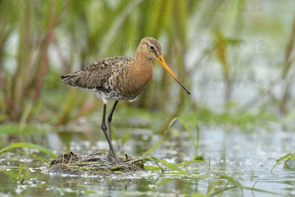 Black-tailed Godwit (Limosa limosa)