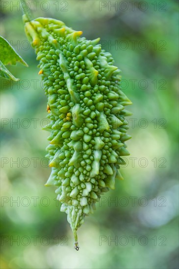 Bitter melon (Momordica charantia)