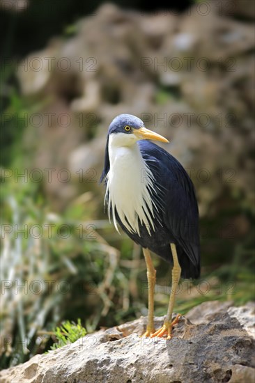 Pied Heron (Ardea picata)