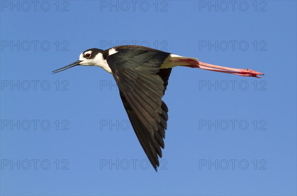 Black-necked Stilt (Himantopus mexicanus) flying