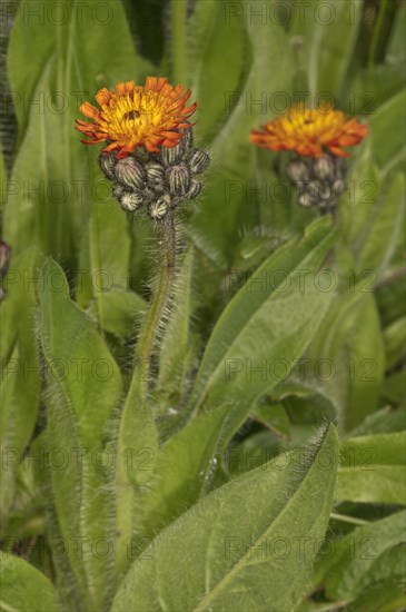 Orange hawkweed (Hieracium aurantiacum)