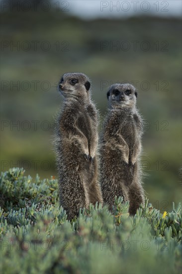 Two Meerkats (Suricata suricatta)